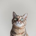 猫が思わず耳を傾ける『大好きな音』4つ　聞き入ってしまう理由や好む音の…