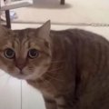 『だれ…？』散髪して帰宅した飼い主さんに警戒MAXな猫ちゃんの反応に…