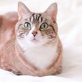猫が『香箱座り』をする理由4選　可愛い姿勢に隠された心理まで解説