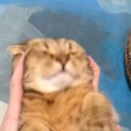 パパが猫にマッサージをしていたら…あまりにも『想定外すぎる反応』が…