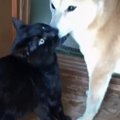 猫がお外から帰ってくると…心配しすぎた柴犬の『ボディチェック』に18…