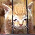 子猫がサークルから脱走しようとした結果…まさかすぎる『顔』に爆笑の…