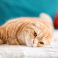 猫の自尊心を傷つける飼い主の最低行為4つ