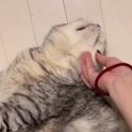 飼い主さんに顔をかかれる猫→『足の動き』を見ると…思わず笑顔になる…