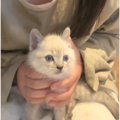 『神社で生まれた猫』を保護して育てた結果…立派に成長した『現在の様子』…