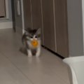 ボールを口にくわえて運び始めた子猫→『向かった先』が…涙が出るほど尊い…