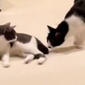 妹に怒られてしまった兄猫→突然のことに驚きすぎて…あまりにも『ビビ…