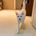 猫は『名前を呼んだら何回まで来てくれる？』検証してみたら…まさかの…