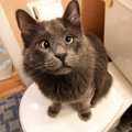 生まれつき斜視を持った猫は、その事によって運命の出会いを遂げる…