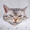 猫があなたに『アゴのせ』してくる5つの理由　どう応えたらいいの？考えら…