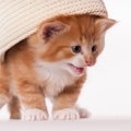 猫が『悲しそうな鳴き声』をするのはなぜ？5つの意味