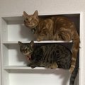 猫に『赤ちゃん言葉』で話しかけるメリット5つ