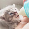 『生死の境をさまよっていた子猫…』一生懸命生き抜いた『１年後の姿』…