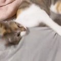 激しめに遊んでいた猫→撮られていることに気が付いた次の瞬間…可愛すぎる…