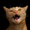 「猫の鳴き声」で作ったオペラ曲まで！？生涯シャム猫を愛した、大作曲家…