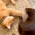出会ったばかりのカワウソと子猫→一緒に遊ぶ様子を見てみると…『あまりに…