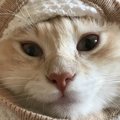 猫が『寒がっている時』の仕草や行動４つ