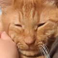 ママに抱っこされているときは幸せそうな猫→『パパ』が抱っこすると…まさ…