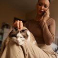 猫に関する悩みを『相談できる窓口』3つ　飼い方や健康面…困ったときに頼…