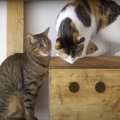 手作り猫ハウス！ニャンズの反応は？！