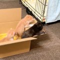 保護した子猫3匹をダンボールの中に移動させたら…まさかの『脱走劇』…