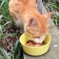 ガリガリの母猫が連れてきてくれた子猫たちを保護→立派に成長して…幸…