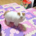 『だれがお尻の穴じゃい』←猫の顔を見てみると…あまりにも笑撃的な『…