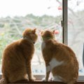 猫が欲しいと思ったときに里親になる方法