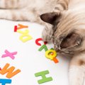 猫が『覚えやすい名前』の条件3選　名付けるときのポイントや注意すべ…