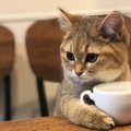 これぞ真の猫カフェ？コーヒーを嗜んでいるようなミヌエットが大人気♡