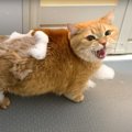 猫が『おしりを洗われたとき』の反応…"不満爆発"の鳴き声が…