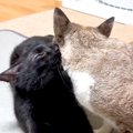 甘えたくて鳴く猫→一緒に暮らす黒猫が駆けつけて…あまりにも尊い『優しさ…
