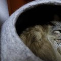 『臆病猫』に育ててしまう飼い主の生活習慣6つ