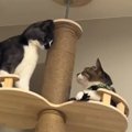 キャットタワーで追いつめられた猫→次の瞬間…「逃げ方がプロすぎるｗ…