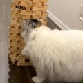 積み木に『おやつ』が隠されていたら、猫は……とんでもない方法で攻略する…