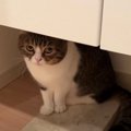 『このにおいは…』飼い主さんのにおいに警戒した猫くん！