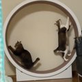 2匹の猫が一緒にキャットホイールを使おうとした結果…想像の斜め上を…