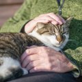 猫が『ハイシニア』になると起こる変化6つ　何歳から超高齢になるの？…