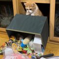 「がしゃーん」おもちゃ箱をひっくり返す猫ちゃんが可愛すぎる！やっ…