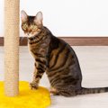 猫が『爪とぎ』をしないときの理由5つと対処法