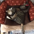 猫にケージって使ってる？我が家にある『１段と２段ケージ』の使い方！