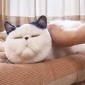 ぬいぐるみの様な『猫の寝顔』を撮影したら…まさかの"フェイク&q…