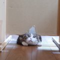 猫はどのくらい『平べったくなれる？』検証した結果…"頑張りすぎ…