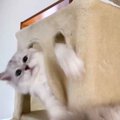 『キャットタワーの異音』原因を探ってみた結果…破壊しにかかる猫達の…