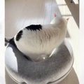 『サイズを理解していない？』クッションの凹みに体が収まらない猫→『笑撃…