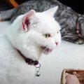 クラッキング上手にできるかな？先輩猫さんをお手本に♡