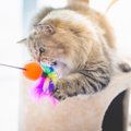 愛猫が夢中になったマタタビなしの「猫じゃらし」ベスト３！