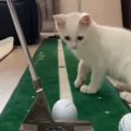 ゴルフの練習中に『子猫』が近づいてきた結果→興味津々な様子で…笑ってし…