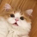 仰向けでくつろぐ猫→飼い主が声をかけてみると…まさかの『お返事』に「確…