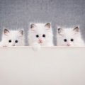 猫の『見た目が変わる』ことがある？考えられる4つの要因　被毛の状態…